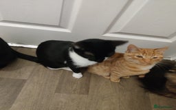 Domestic Shorthair cats for sale: Ginger, black+white kittens 5 months old for sale - Image 7