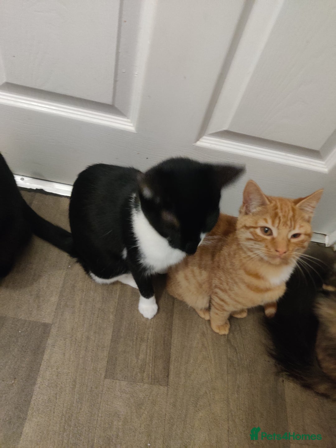 Domestic Shorthair cats for sale: Ginger, black+white kittens 5 months old for sale - Image 7