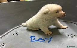 Akita dogs for sale: American Akita Puppies - Image 13