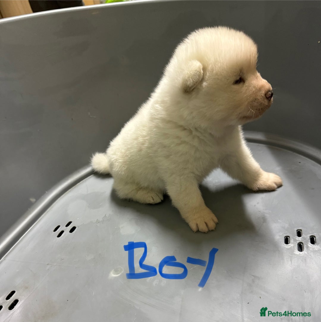 Akita dogs for sale: American Akita Puppies - Image 13