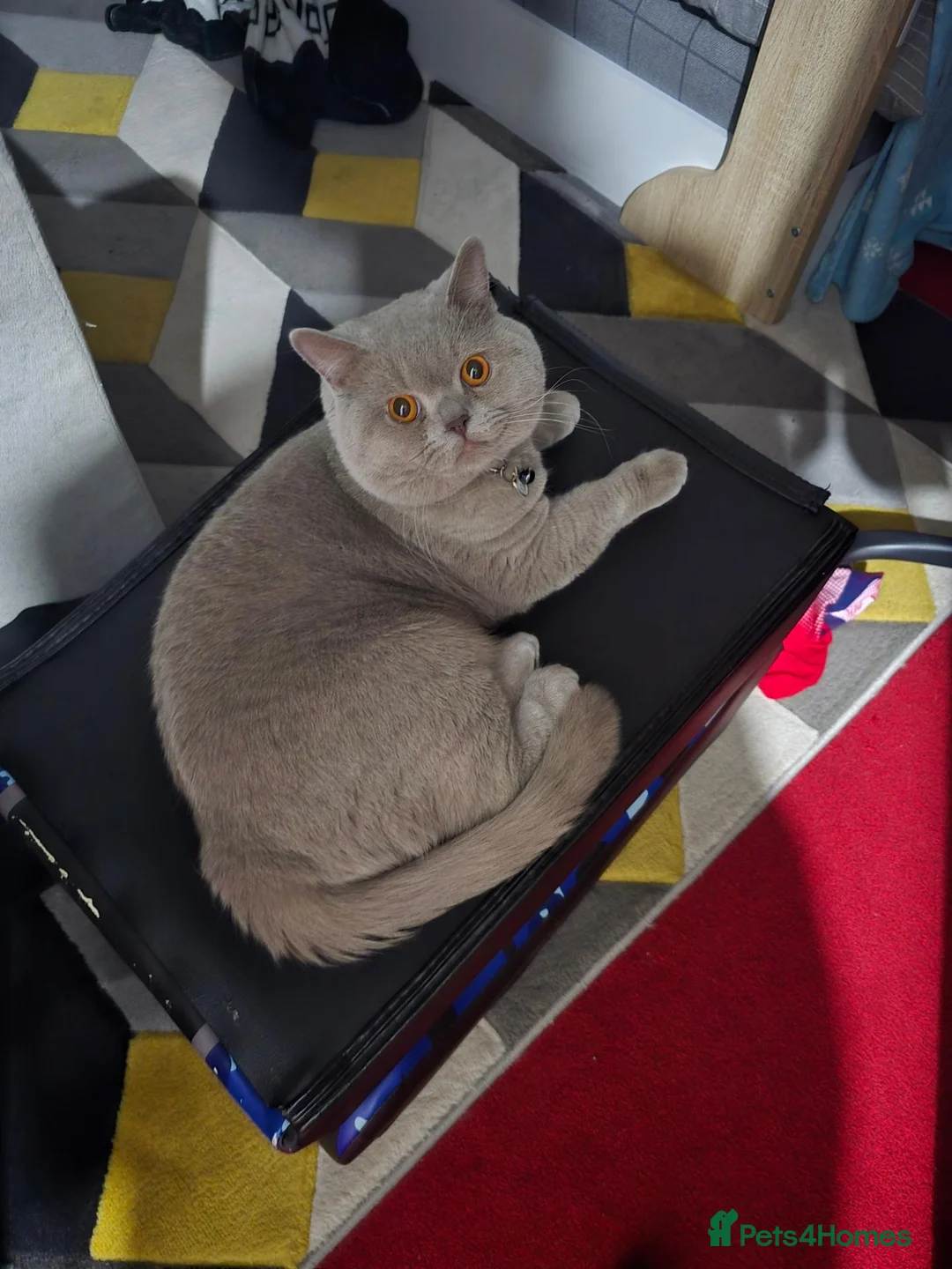 British Shorthair cats for sale: Lilac Male British short hair  in London - Advert 1