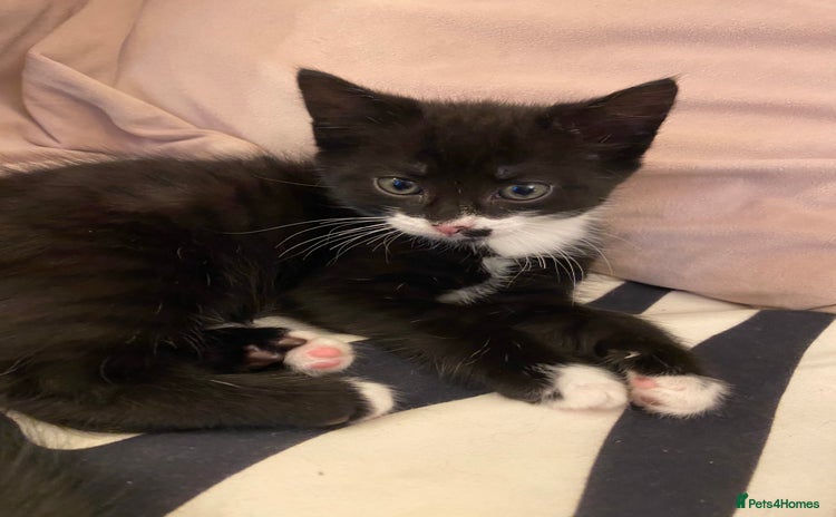 Mixed Breed cats - Advert 13
