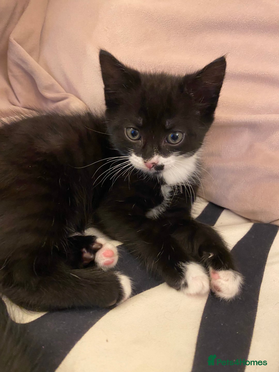 Mixed Breed cats for sale: Black/white shorthair female kitten  - Image 2