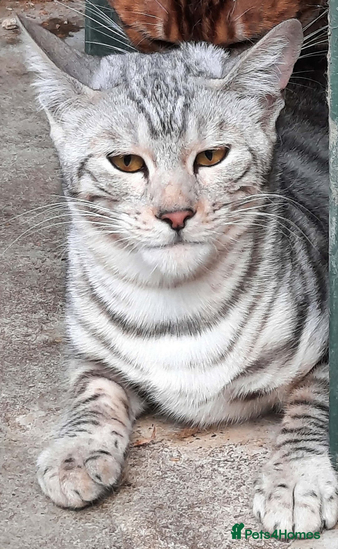 Toyger cats for sale: TWO STUNNING WILD LOOKING TOYGER CUBS - Advert 3