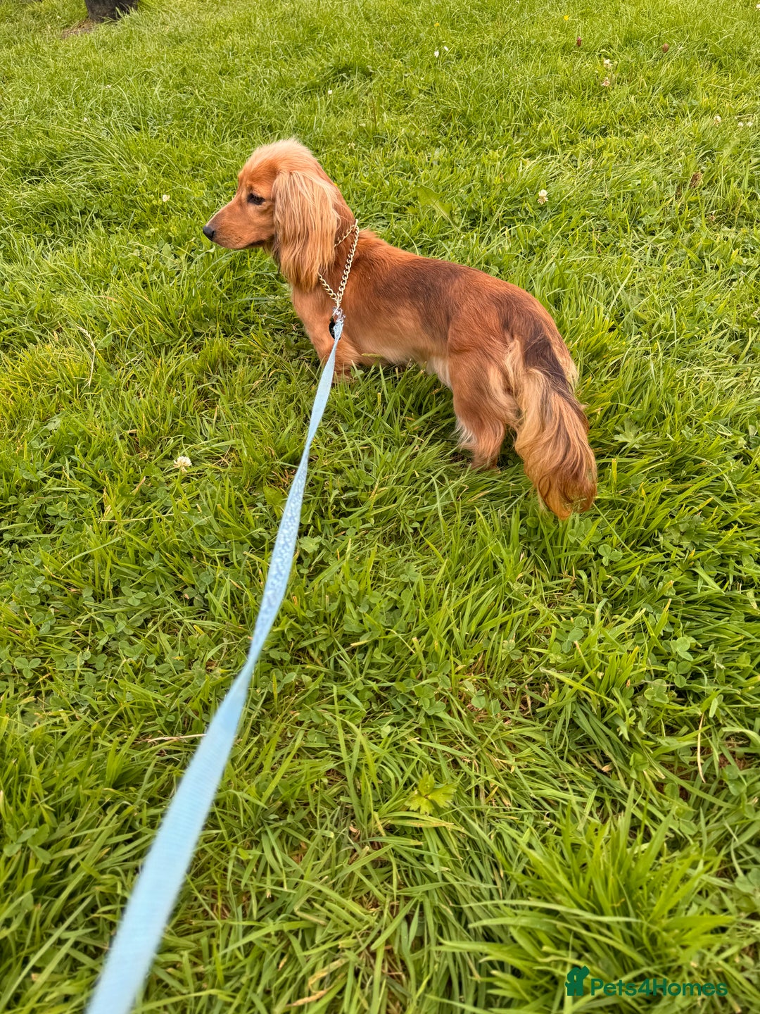 Miniature Dachshund dogs for stud: Miniature dachshunds for stud - Advert 4