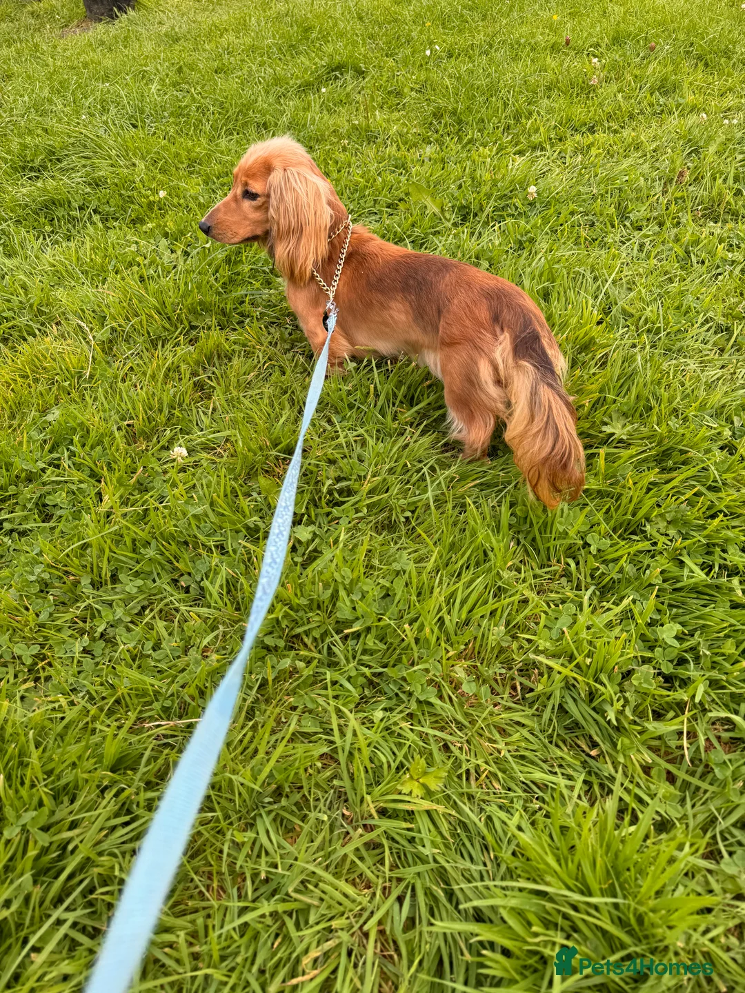 Miniature Dachshund dogs for stud: Miniature dachshunds for stud - Advert 4