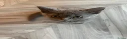 Mixed Breed cats for sale: Blue cat  - Advert 4