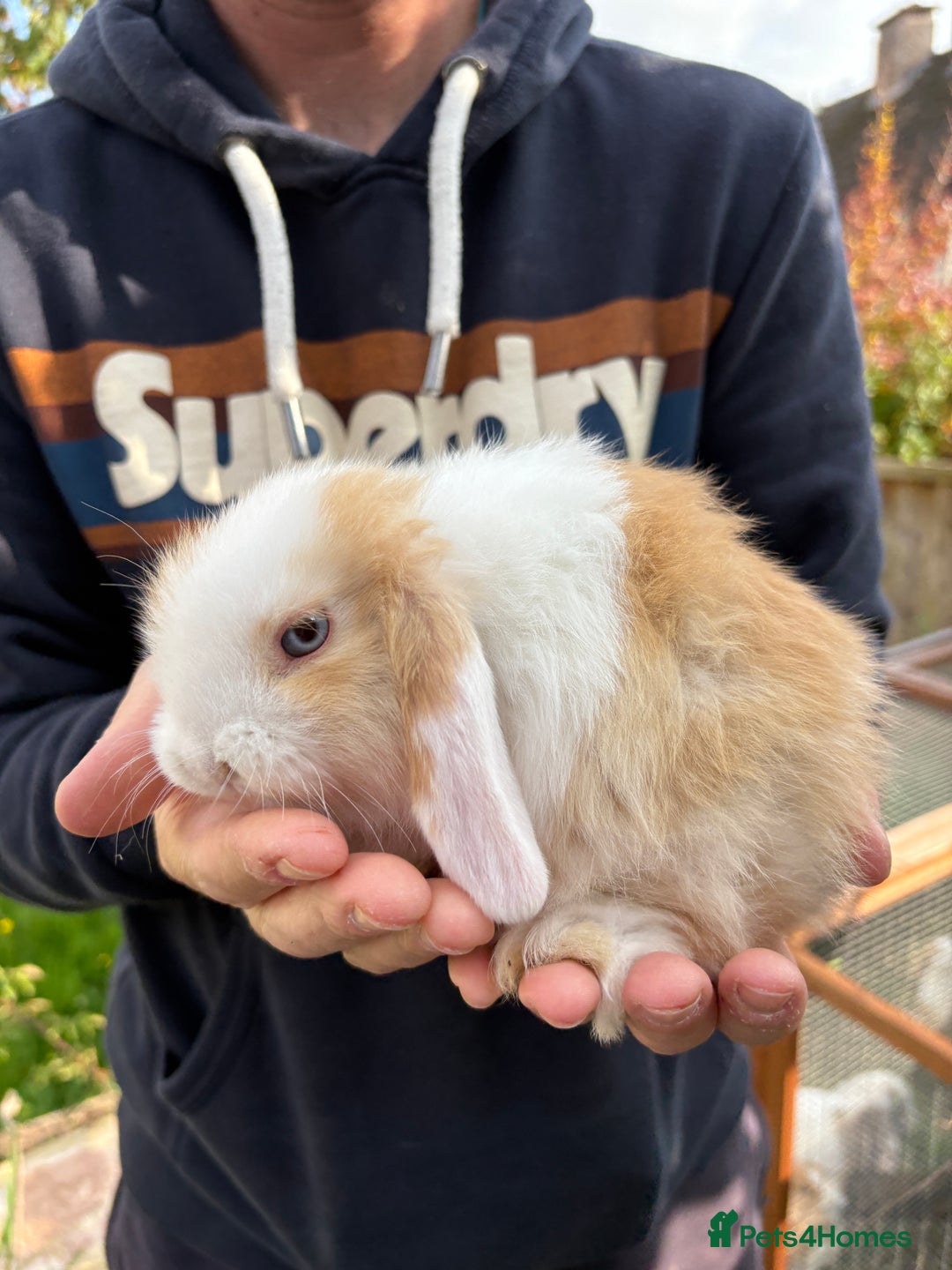 Mini Lop rabbits for sale: Gorgeous Mini Lop Bunny Rabbits - Image 14