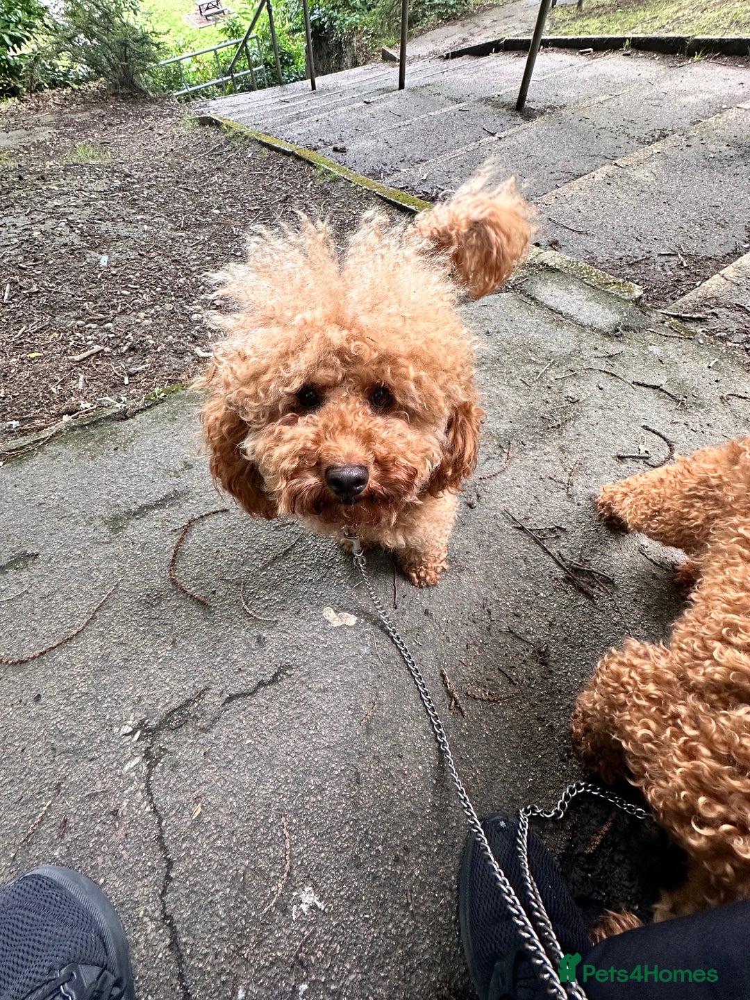 Toy Poodle dogs for stud: Toy poodle / red - Image 2