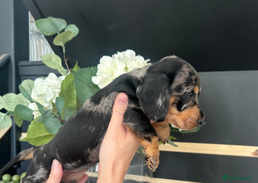 Dachshund dogs for sale: Fully dna health tested wire hair dachshund pups - Image 28