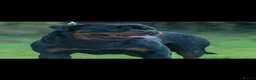 Rottweiler dogs for sale: Outstanding pure  Rottwilwer - Advert 4