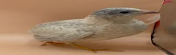 Quail poultry for sale: Chinese painted Quail hatching eggs - Advert 8