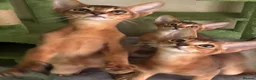 Abyssinian cats for sale: TICA 5* pedigree Abyssinian Kittens  - Advert 18