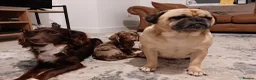 Mixed Breed dogs for sale: 4 Beautiful Pug X Puppies in Hull - Advert 1