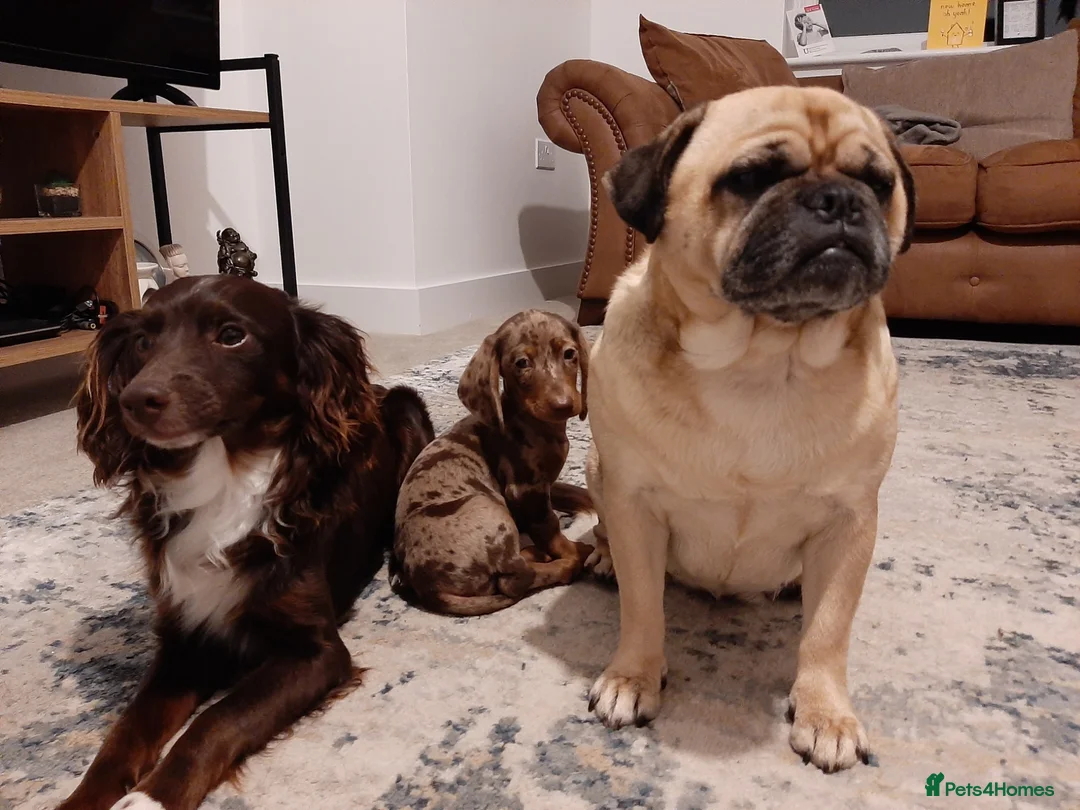 Mixed Breed dogs for sale: 4 Beautiful Pug X Puppies in Hull - Advert 1