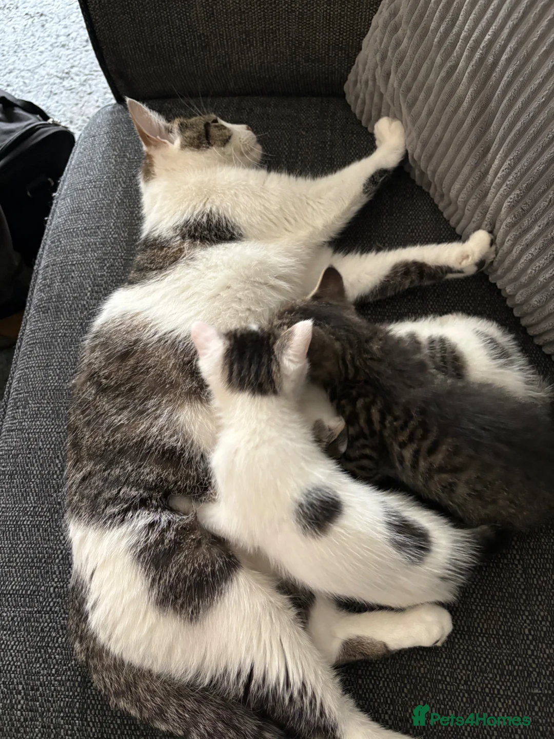 Mixed Breed cats for sale: 3 Kittens  - Advert 18