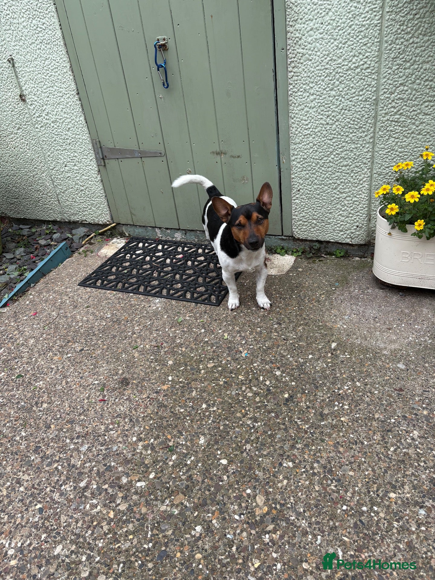 Jack Russell dogs Jack Russell Terrier - Advert 5