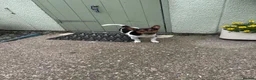 Jack Russell dogs for sale: Jack Russell Terrier in Hull - Advert 1