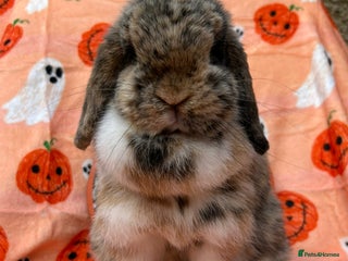 Mini Lop rabbits - Advert 1