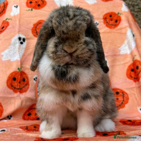 Mini Lop rabbits - Advert 2