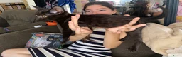 Mixed Breed cats for sale: Lovely friendly kittens Bengal x  - Advert 4
