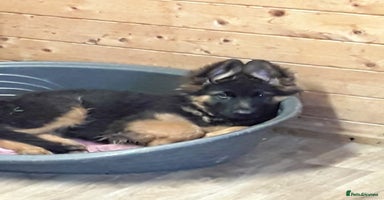 German Shepherd dogs - Advert 1