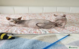 Sphynx cats for sale: Sphynx kitten - Image 9