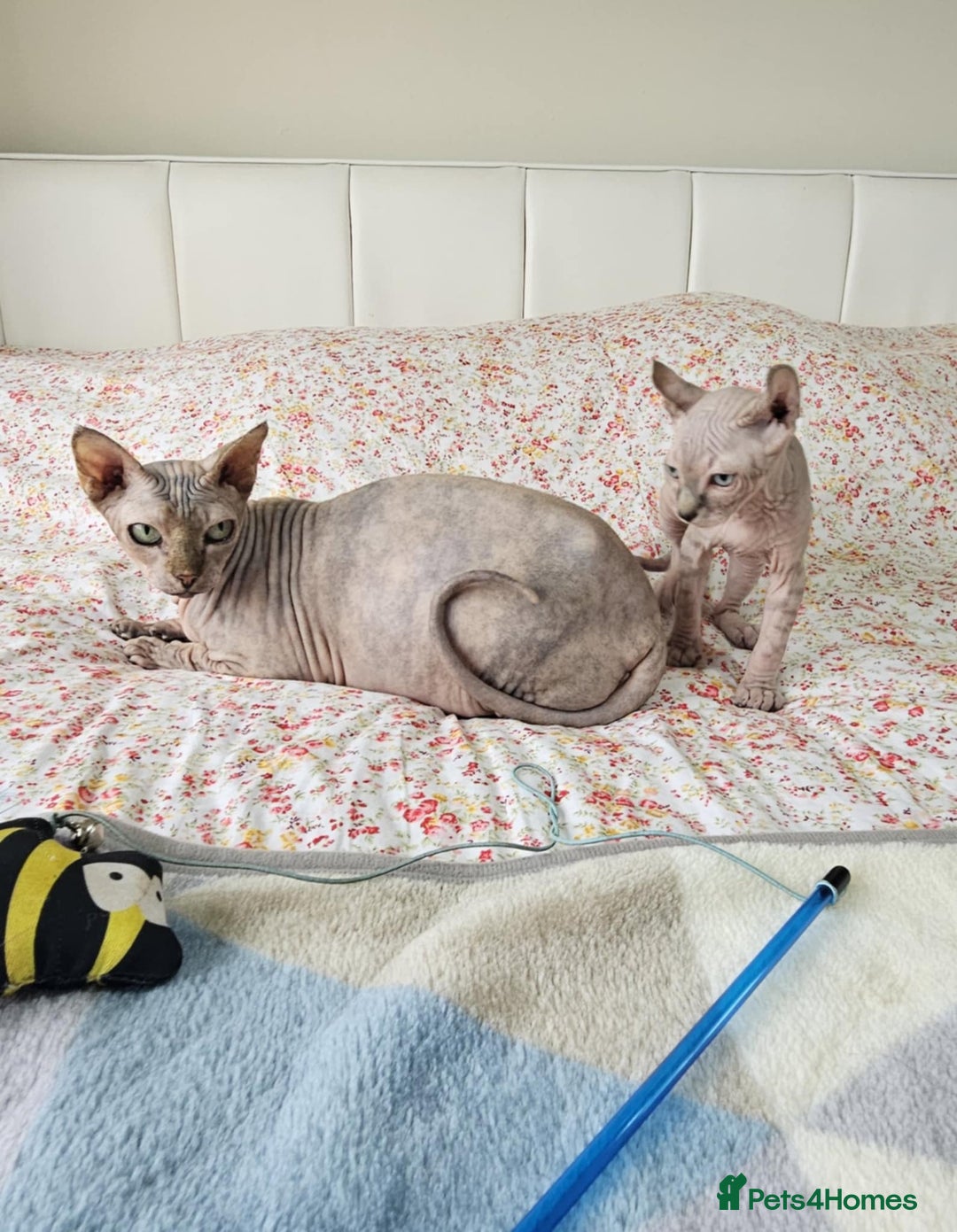Sphynx cats for sale: Sphynx kitten - Image 9