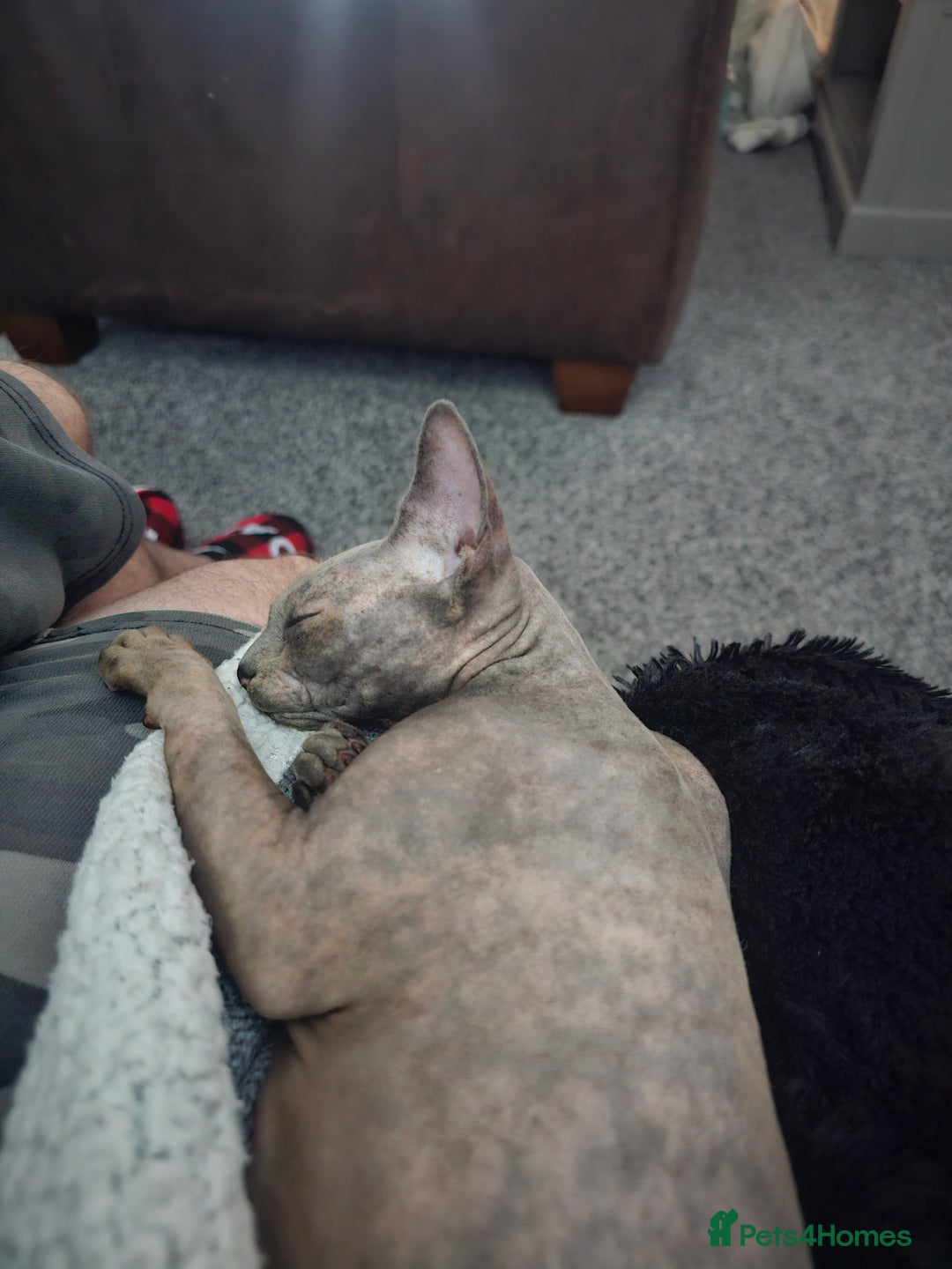 Sphynx cats for sale: Female sphynx - Advert 1