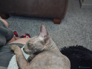 Sphynx cats Female sphynx - Advert 3