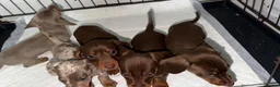 Miniature Dachshund dogs for sale: 🤩Beautiful miniature dachshund puppies🤩  - Advert 16