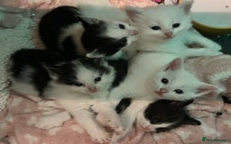 Mixed Breed cats for sale: READY TO GO 🫶 Three beautiful kittens left 🫶 - Image 1