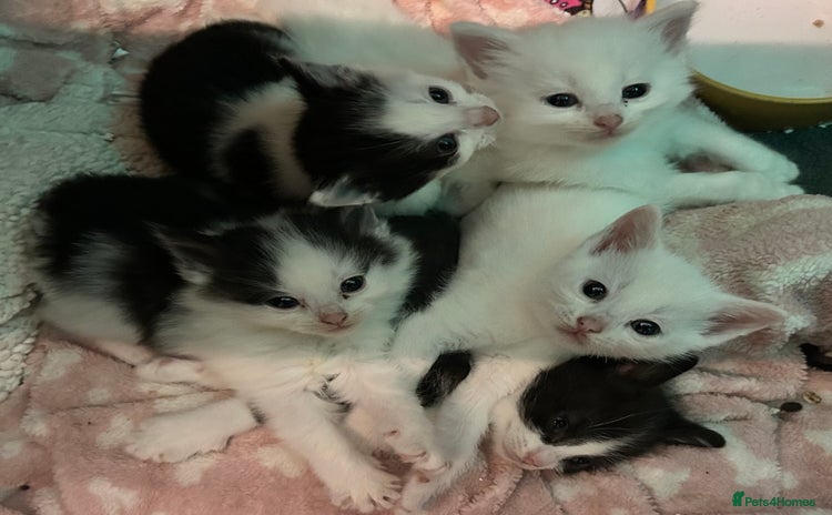 Mixed Breed cats for sale - Advert 1