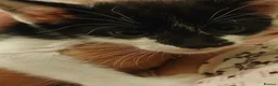 Mixed Breed cats for sale: Siamese x kittens - Advert 20