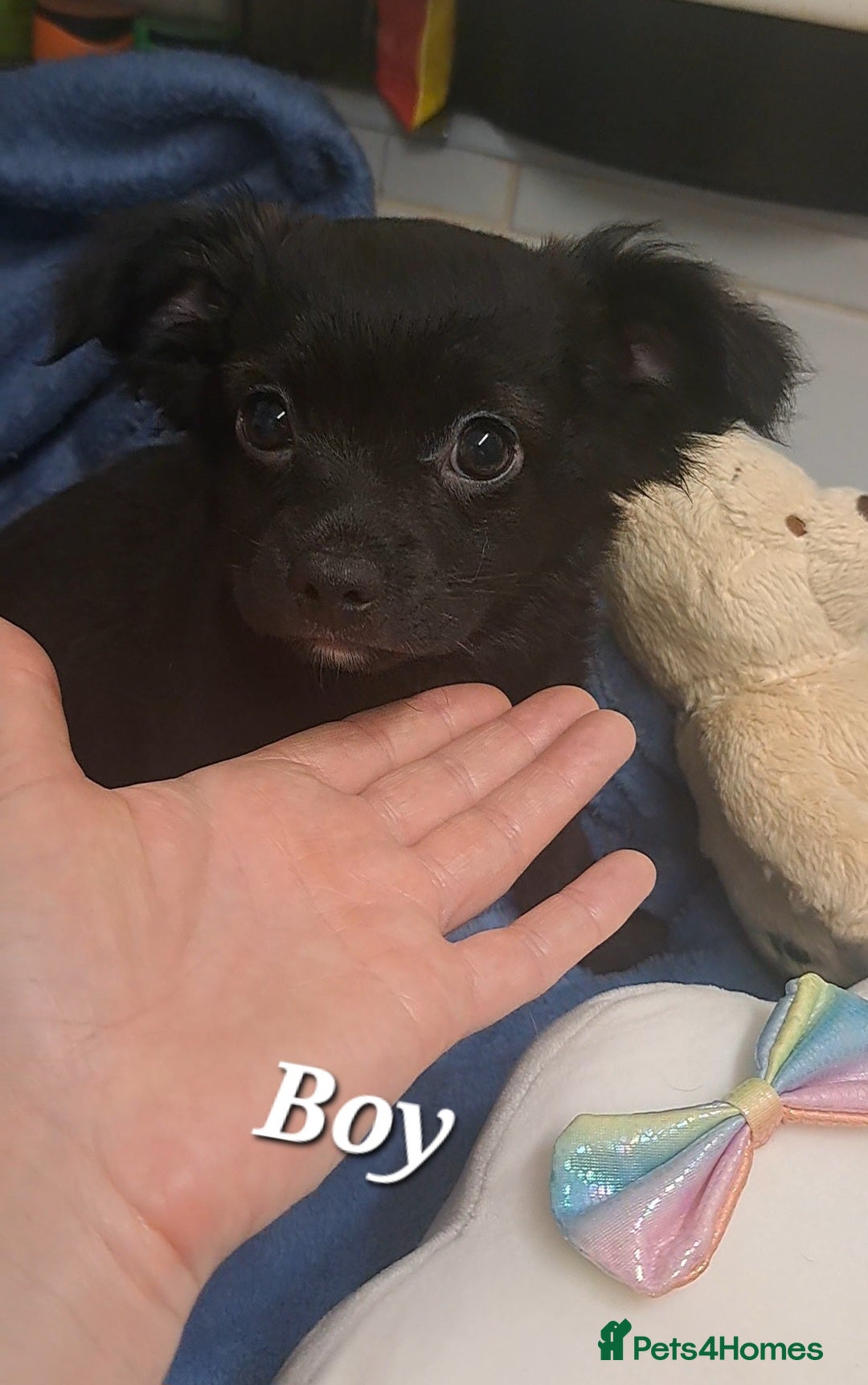Chihuahua dogs 9 wk old Black long coat Boy chihuahua puppy - Advert 22