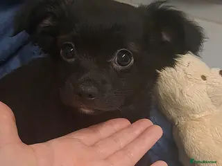 Chihuahua dogs 9 wk old Black long coat Boy chihuahua puppy - Advert 22