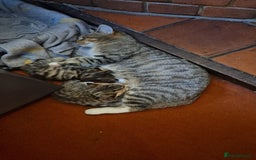 Mixed Breed cats for sale: Beautiful tabby kittens - Image 5