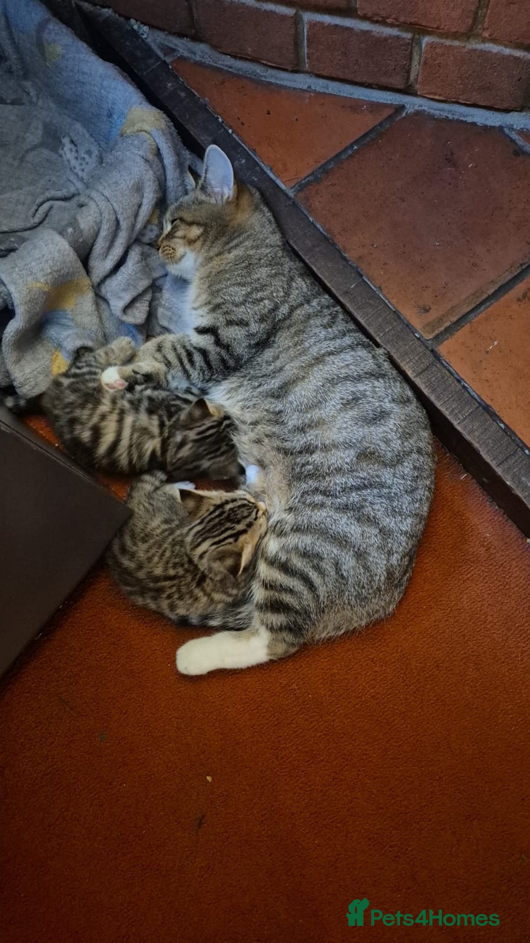 Mixed Breed cats for sale: Beautiful tabby kittens - Image 5