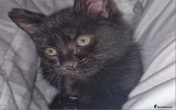 Mixed Breed cats for sale: 2 x male kittens - Image 10