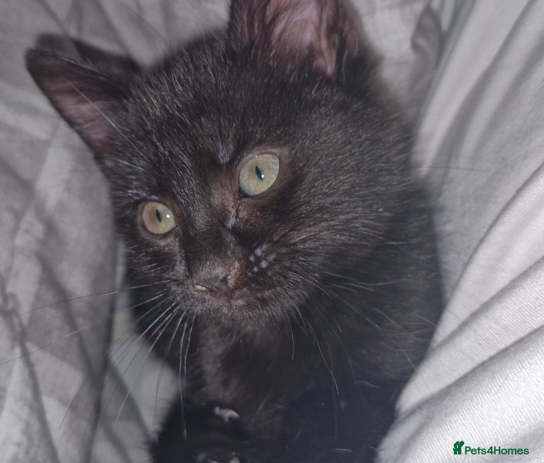 Mixed Breed cats for sale: 2 x male kittens - Image 10