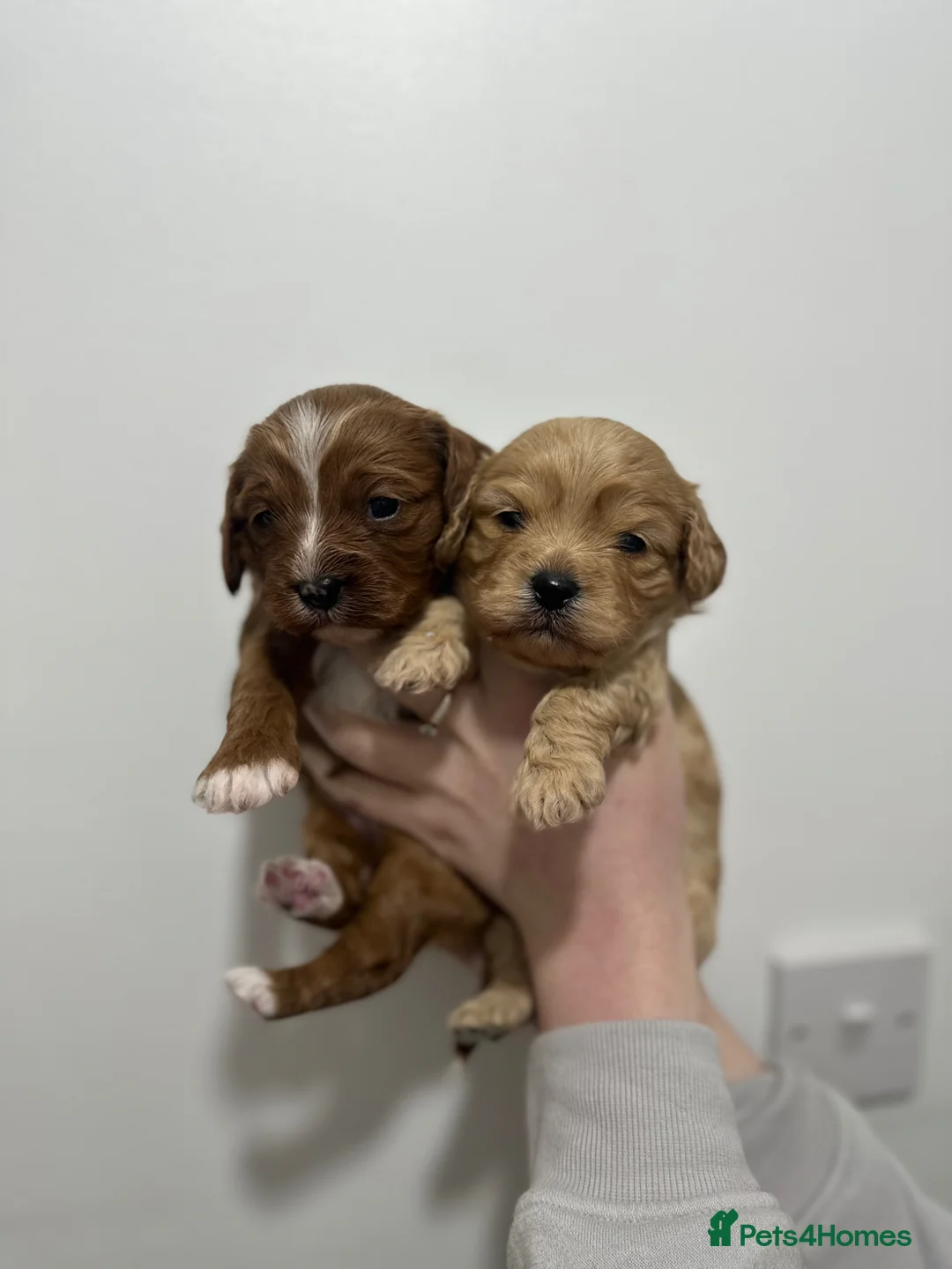 Cavapoo dogs for sale: Gorgeous Cavapoo puppies  in Egham - Advert 1