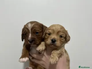 Cavapoo dogs Gorgeous Cavapoo puppies - Advert 4