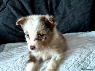Australian Shepherd dogs Champion kc registerd pups - Advert 2