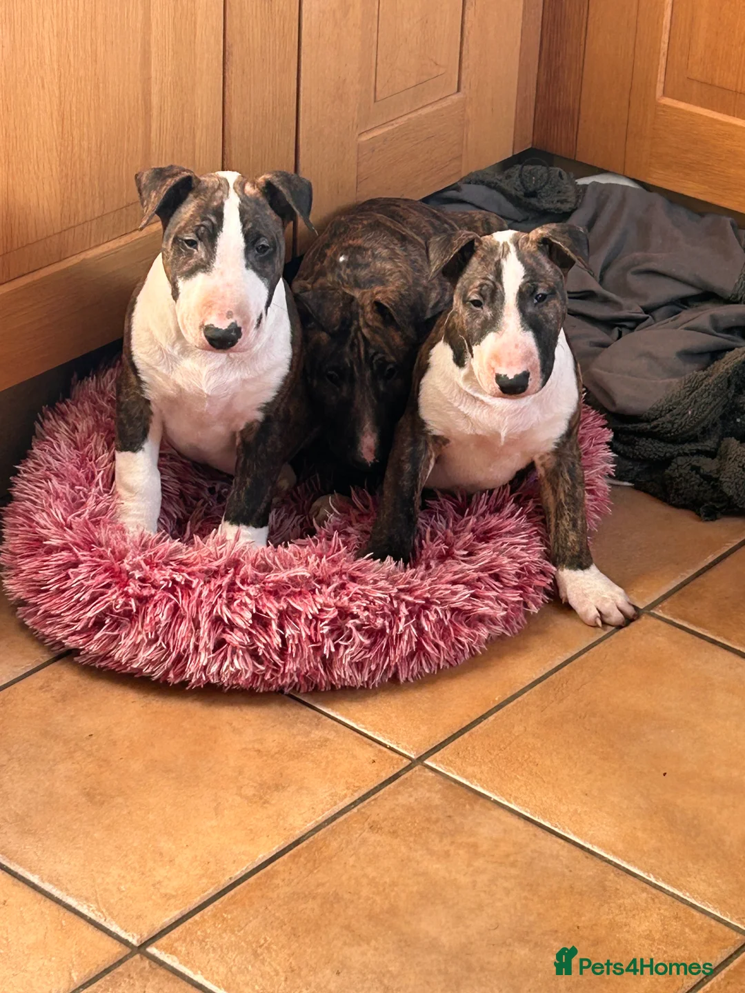 English Bull Terrier dogs for sale: Chunky english bull terrier bitch for sale - Advert 17