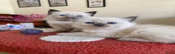 Ragdoll cats for sale: Ragdoll Kittens  - Advert 10