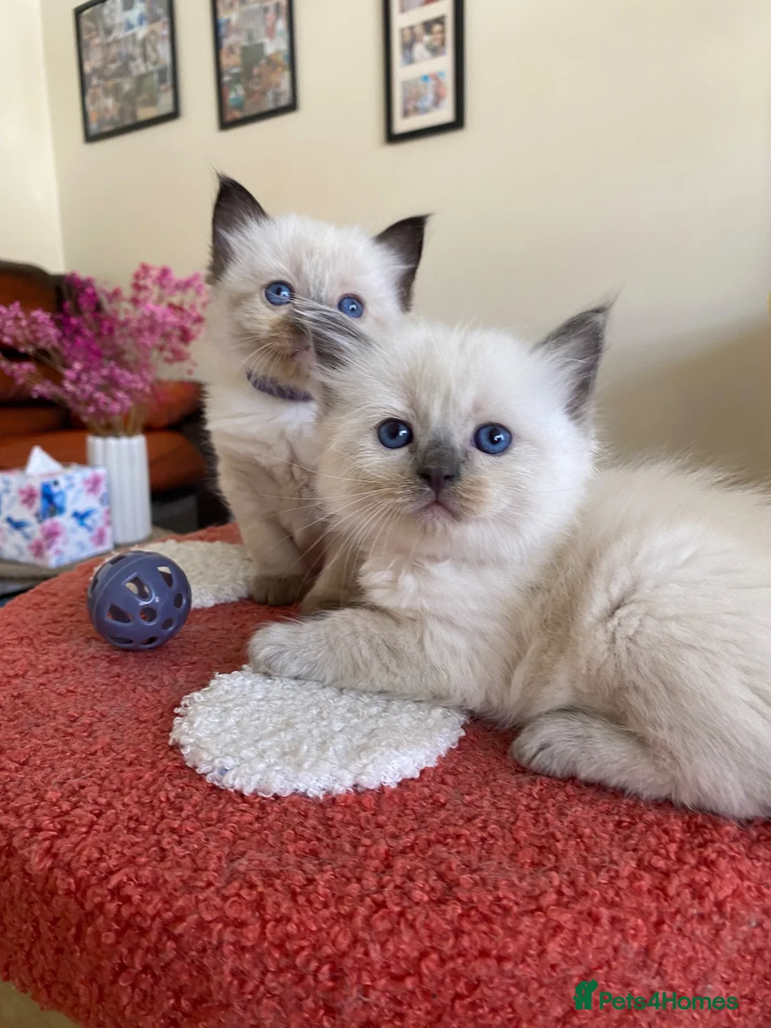 Ragdoll cats for sale: Ragdoll Kittens  - Advert 10