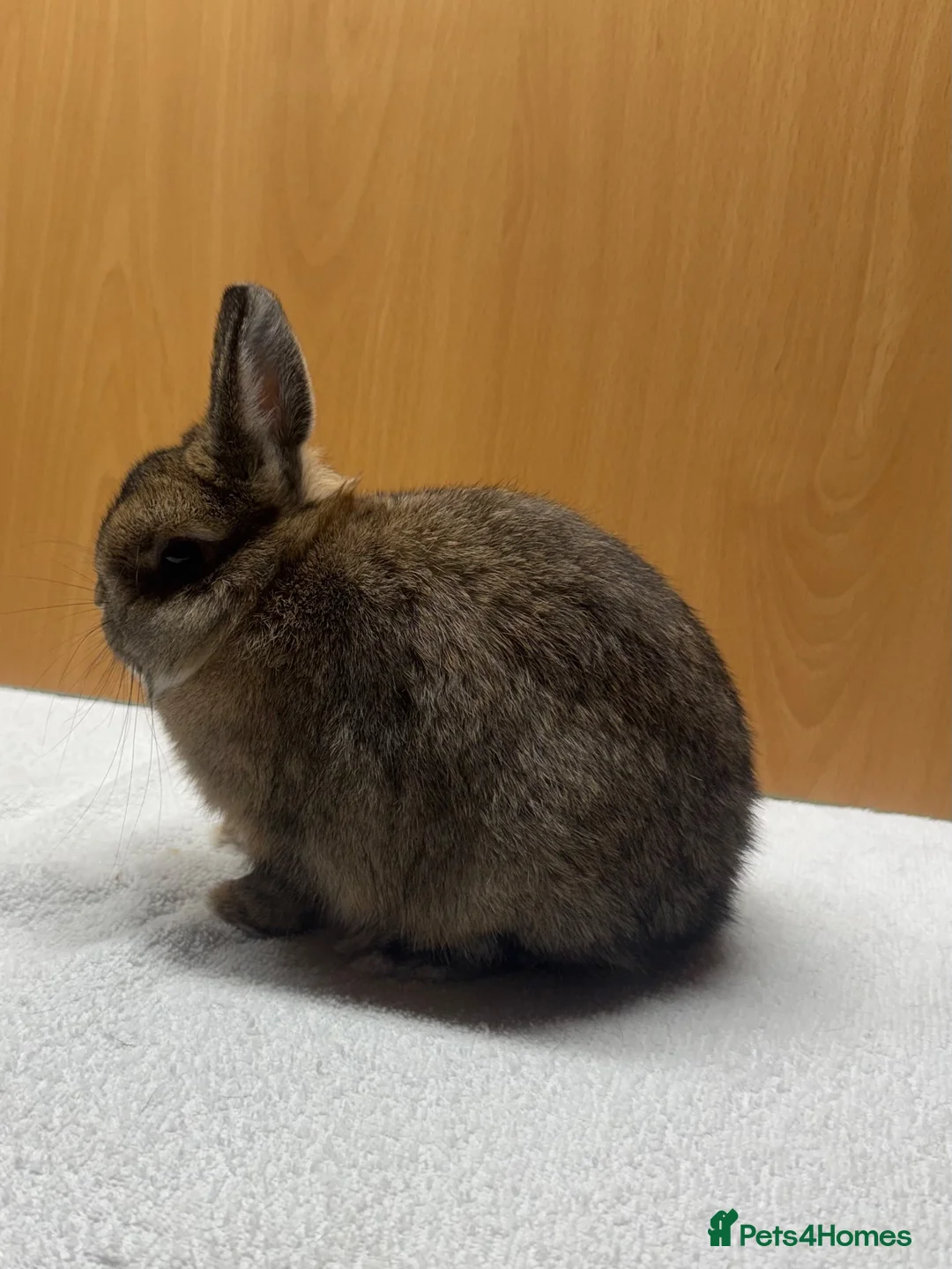 Rex rabbits for sale: Mini Rex and netherland dwarf  - Advert 5