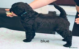 Russian Black Terrier dogs for sale: russian black terrier  in Ballyclare - Image 1