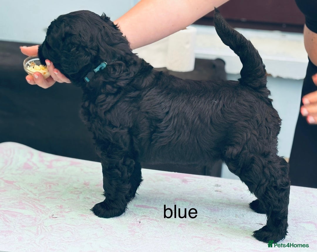 Russian Black Terrier dogs for sale: russian black terrier  in Ballyclare - Image 1