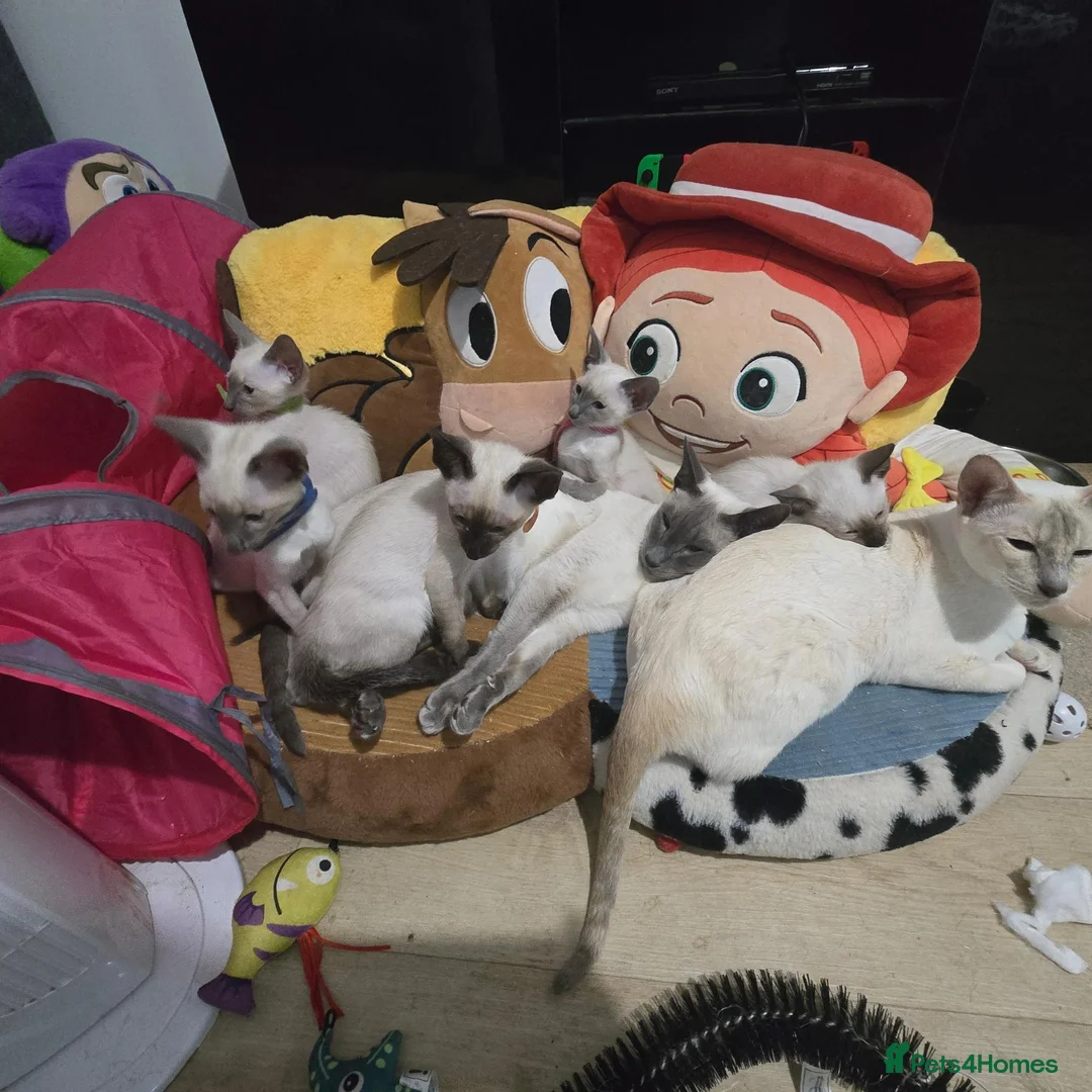 Siamese cats for sale: Adorable little fur babies - Advert 18